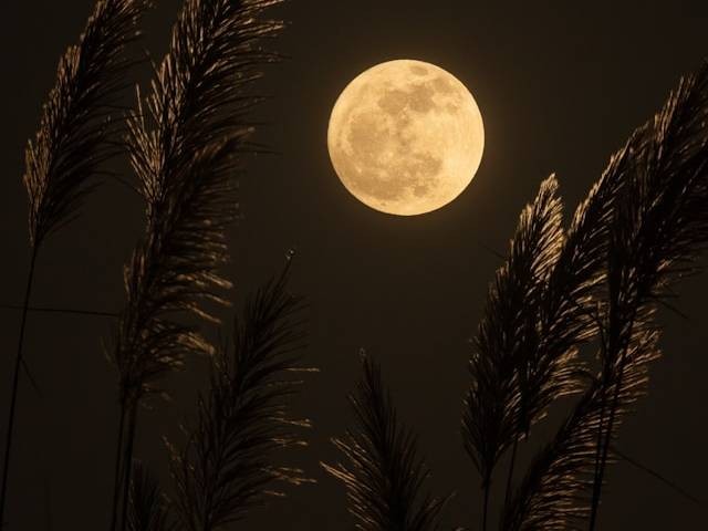 Ilustrasi jenis jenis bulan purnama. Sumber: unsplash.com/AlexisAntonio.