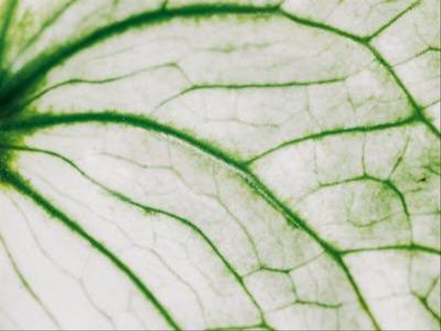 Ilustrasi tanaman hias dengan daun putih. Foto: Pixabay