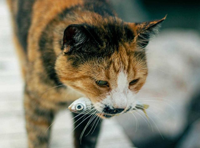 ilustrasi kucing suka ikan. Sumber foto: Pexels