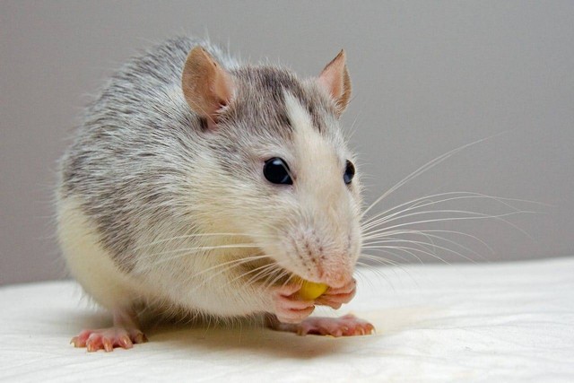 ilustrasi jenis tikus yang dipelihara. Sumber foto: Pexels