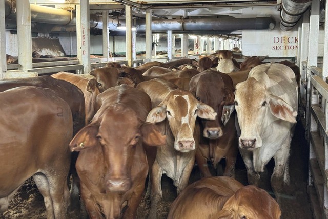 Berdikari impor sapi untuk penuhi kebutuhan daging, Kamis (4/4/2024) Foto: Dok Berdikari