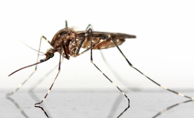 Ilustrasi nyamuk berkembang biak dengan cara. Sumber: Pixabay/buchse12