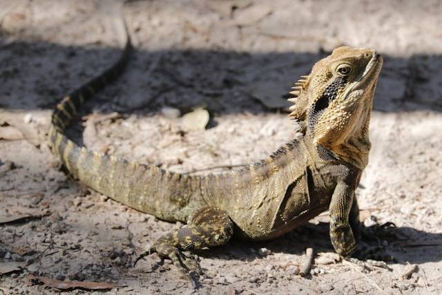 Ilustrasi Kriteria Kandang Iguana. Foto: dok. Unsplash/Anthony Rae