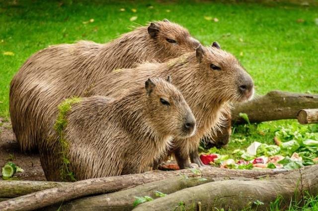 Ilustrasi fakta capybara, sumber foto: Pixabay by pexels.com