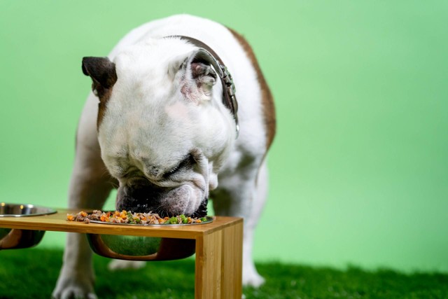 Ilustasi anjing makan sayur. Sumber foto: Unsplash