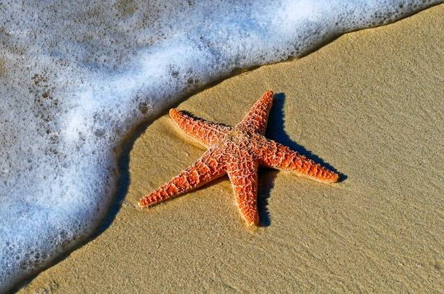 Habitat Bintang Laut. Sumber foto: Unsplash/Pedro