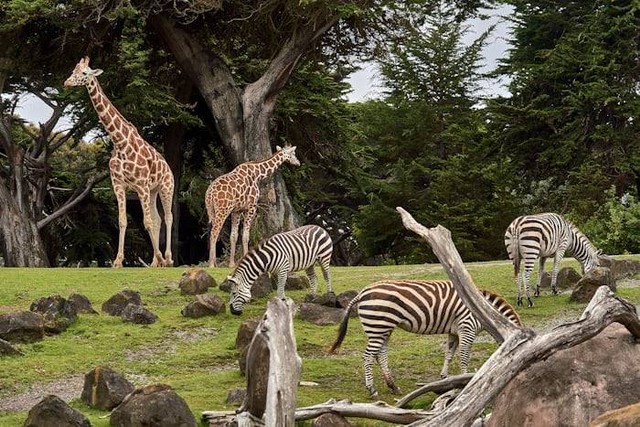 Wahana di Bali Zoo (Foto hanya ilustrasi, bukan tempat sebenarnya) Sumber: unsplash.com/ Nikolay Tchaouchev