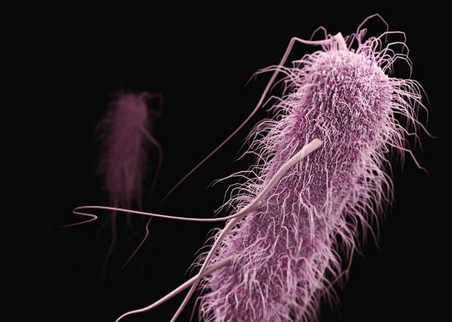 Ilustrasi Contoh Organisme Archaebacteria. Sumber: www.unsplash.com
