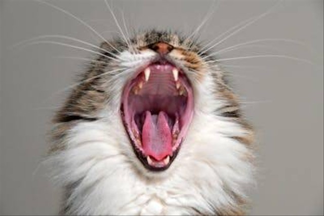 Ilustrasi cara menghilangkan bau mulut kucing. Foto: Pexels