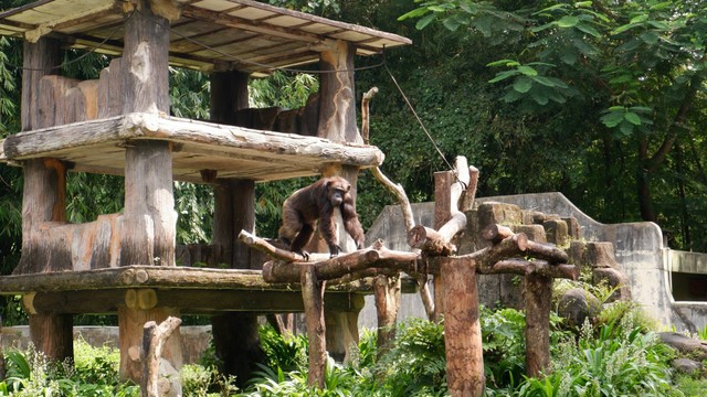 Bali Safari Marine Park. Foto hanya ilustrasi, bukan tempat sebenarnya. Sumber: Unsplash/alenina qatrunada