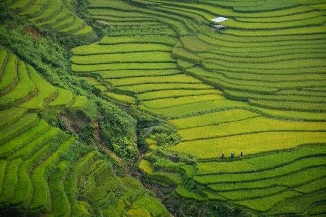 Alternatif Wisata Sawah Terasering di Bali. Foto hanya ilustrasi bukan tempat sebenarnya. Sumber foto: Unsplash.com/Doan Tuan