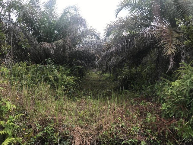 Ilustrasi kebun kelapa sawit yang terbengkalai akibat keuangan perusahaan yang tidak sehat. Foto: Dokumentasi Pribadi (2023)