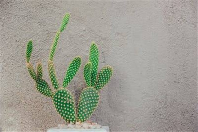 Ilustrasi tanaman hias minimalis. Foto: Pexels