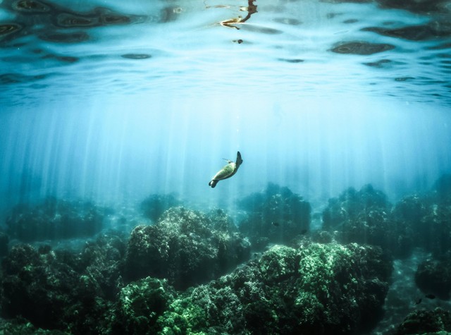 Ilustrasi Bentuk Relief Dasar Laut. Sumber: Pexels/Miles Hardacre