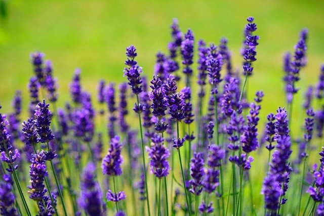 Ilustrasi cara menanam bunga lavender. Sumber: pixabay