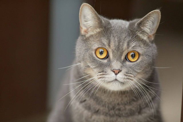 Ilustrasi kucing mata kuning. Sumber foto: Unsplash