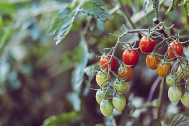 Ilustrasi cara menanam tomat di sawah, sumber foto: Markus Spiske by pexels.com