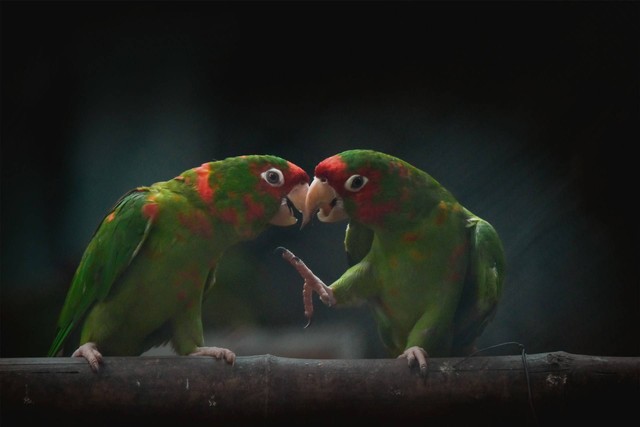 Ilustrasi lovebird siap kawin. Sumber foto: Unsplash