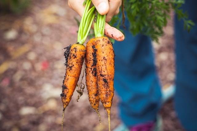 Ilustrasi hobi berkebun sayur organik. Foto: Markus Spiske/Unsplash