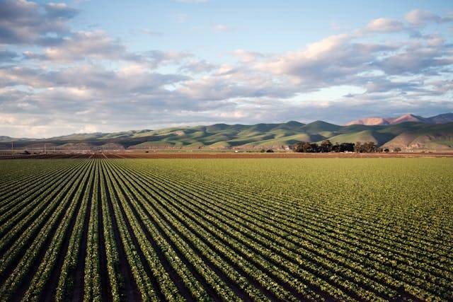 Bagaimana pengaruhi pertanian industri terhadap kelestarian keanekaragaman hayati. Sumber: Pexels / Tim Mossholder