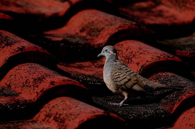 ilustrasi burung perkutut (Pixabay)