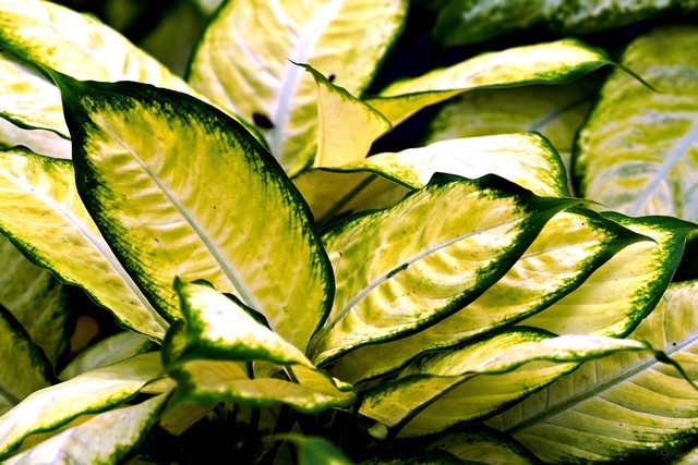 Ilustrasi jenis tanaman hias aglaonema. Sumber: pixabay