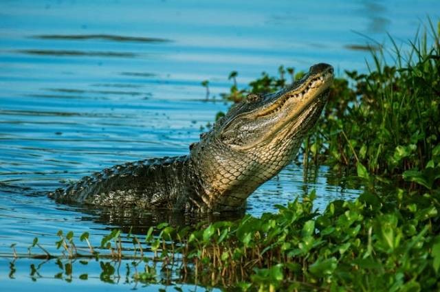 Ilustrasi apakah buaya hewan yang setia, sumber foto: Rene Ferrer by pexels.com