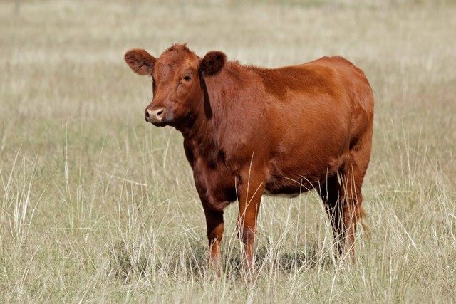 Ilustrasi sapi merah. Foto: Shutterstock