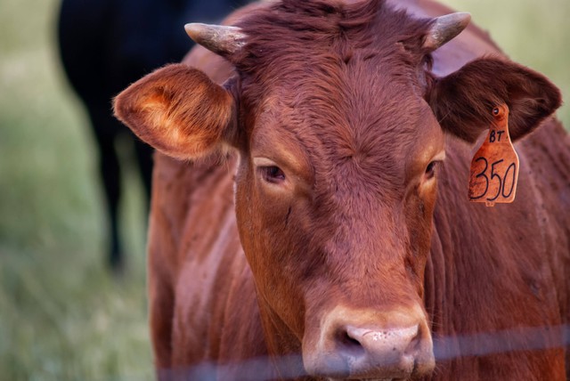 Ilustrasi sapi merah. Foto: Shutterstock