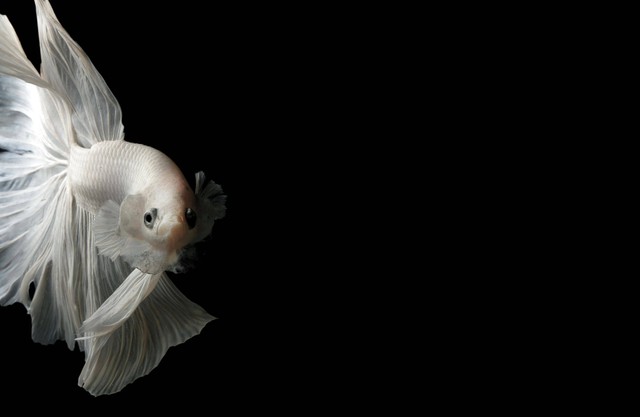 Ilustrasi: Memilih Pakan Ikan Cupang. Sumber: Chevanon Photography/Pexels.com