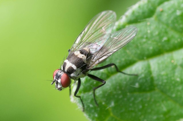 Ilustrasi cara mengusir lalat. Sumber: Pexels/Pixabay