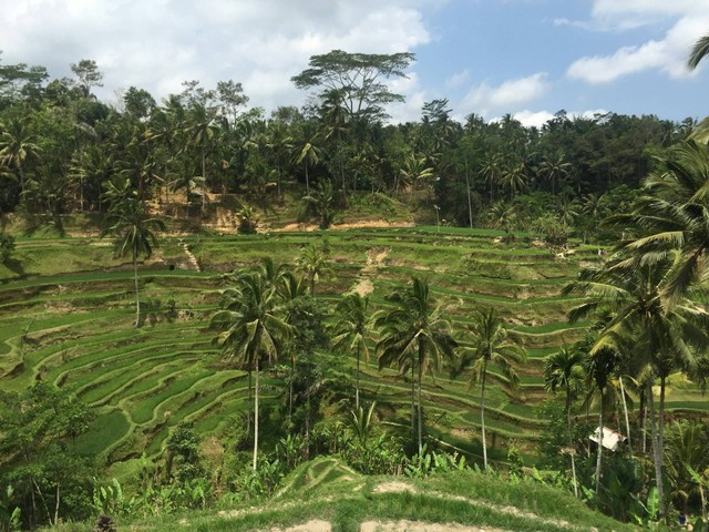 Aktivitas One Day Trip di Ubud. Sumber Unsplash Jared Lisack