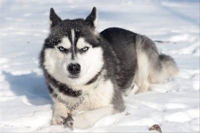Ilustrasi merawat anjing husky. Foto: Pexels