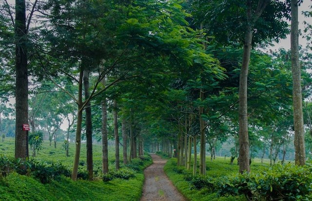 Foto Hanya Ilustrasi Tiket Masuk Malang Dreamland, Bukan Tempat Sebenarnya Sumber Unsplash/Nuril Ahsan