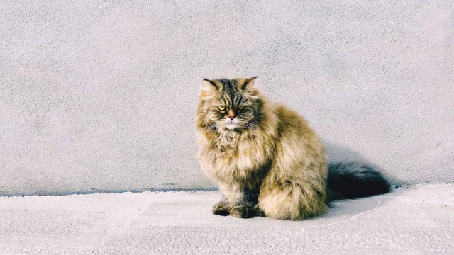 7 Fakta Menarik tentang Kucing yang Membuat Mereka Spesial, Foto: Angie Jimenez/Pexels