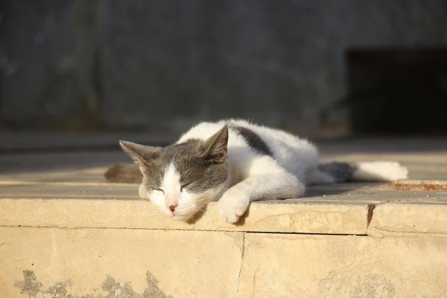 Ilustrasi: Cara Menghilangkan Bau Kucing. Sumber: Ibrahim Omar/Pexels.com