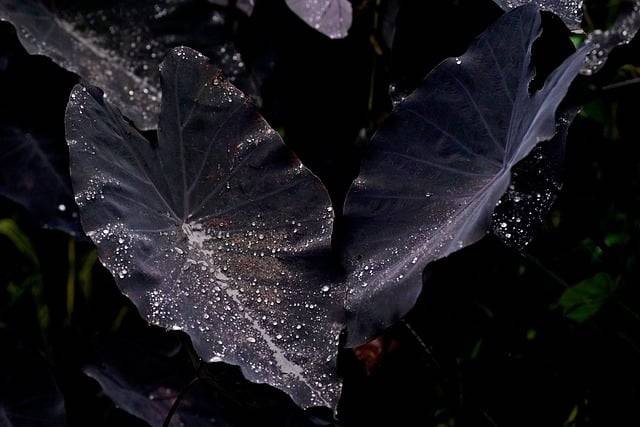 Ilustrasi tanaman hias berdaun hitam. Foto: hartono subagio/Pixabay