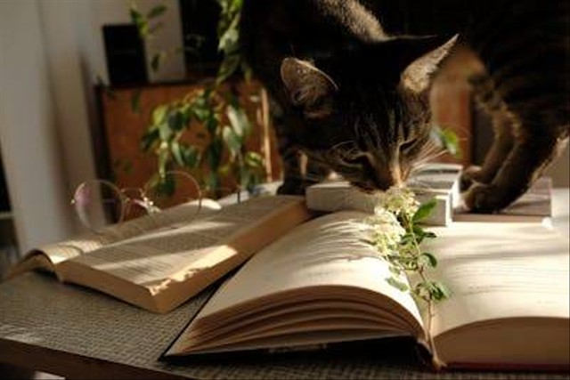 Ilustrasi tanaman hias yang aman untuk kucing. Foto: Pexels