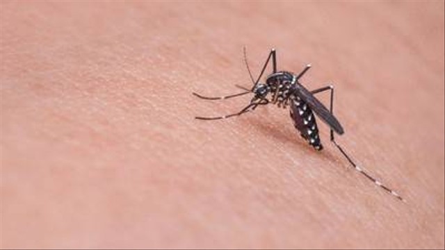 Ilustrasi Nyamuk Aedes Aegypti. Foto: Pixabay