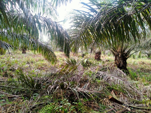 Tanaman menghasilkan (TM) muda kelapa sawit yang baru selesai dipruning. Foto: Dokumentasi Pribadi (2023)