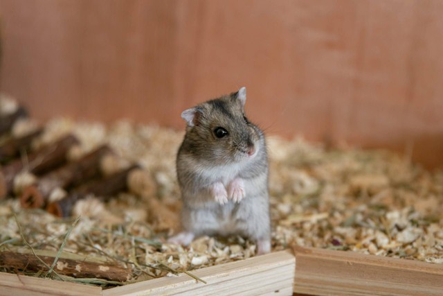 Ilustrasi kandang hamster. Sumber foto: Unsplash