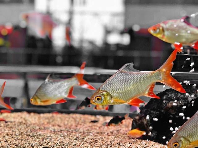 Ilustrasi Hobi Memelihara Ikan Hias. Foto: dok. Unsplash/Elvish Yadav