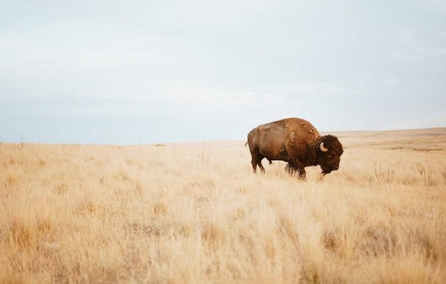 Ilustrasi Hewan Bison, Sumber Unsplash/Bryce olsen