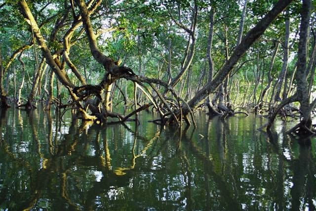 Kebun Raya Mangrove Surabaya. Foto hanya ilustrasi bukan tempat sebenarnya. Sumber foto: Unsplash.com/Timothy K