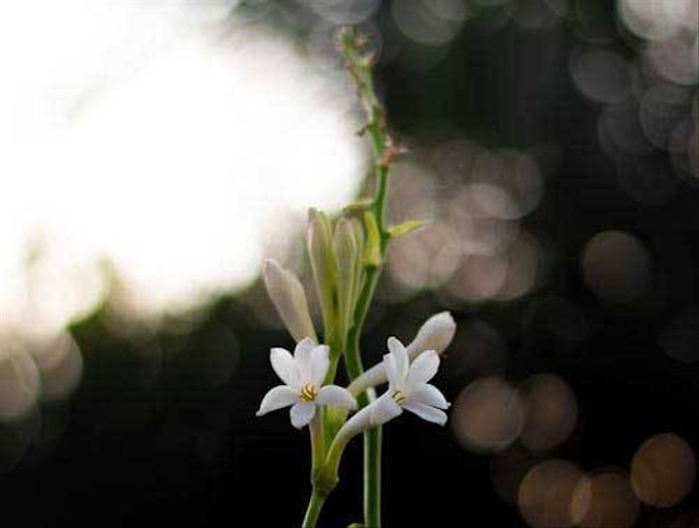 ilustrasi bunga sedap malam. Sumber foto: Pexels