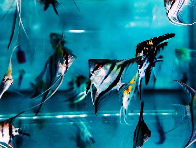 ilustrasi ikan manfish. Sumber foto: Pexels