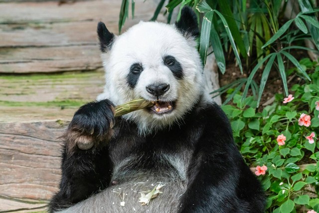 Ilustrasi kenapa panda makan bambu. Sumber: Pexels/Kirandeep Singh Walia