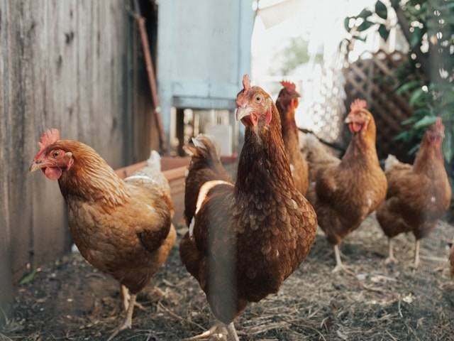 Ilustrasi Perbedaan yang Dijumpai pada Sesama Ayam Satu Kandang. Foto: dok. Unsplash/Ben Moreland