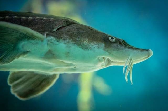 Ilustrasi ikan sturgeon, sumber foto: Egor Kamelev by pexels.com