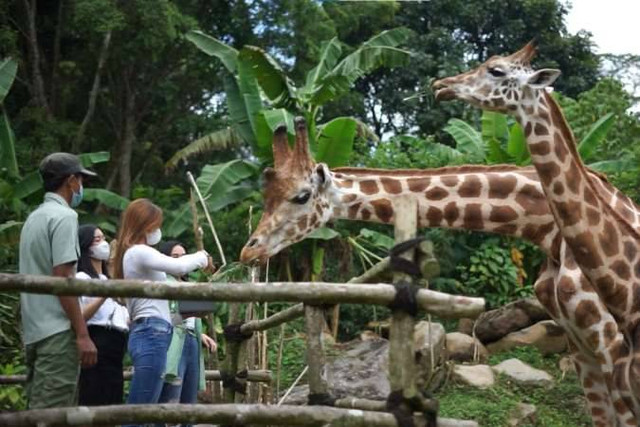 Liburan di Taman Safari Bogor Foto: Dok Taman Safari Bogor